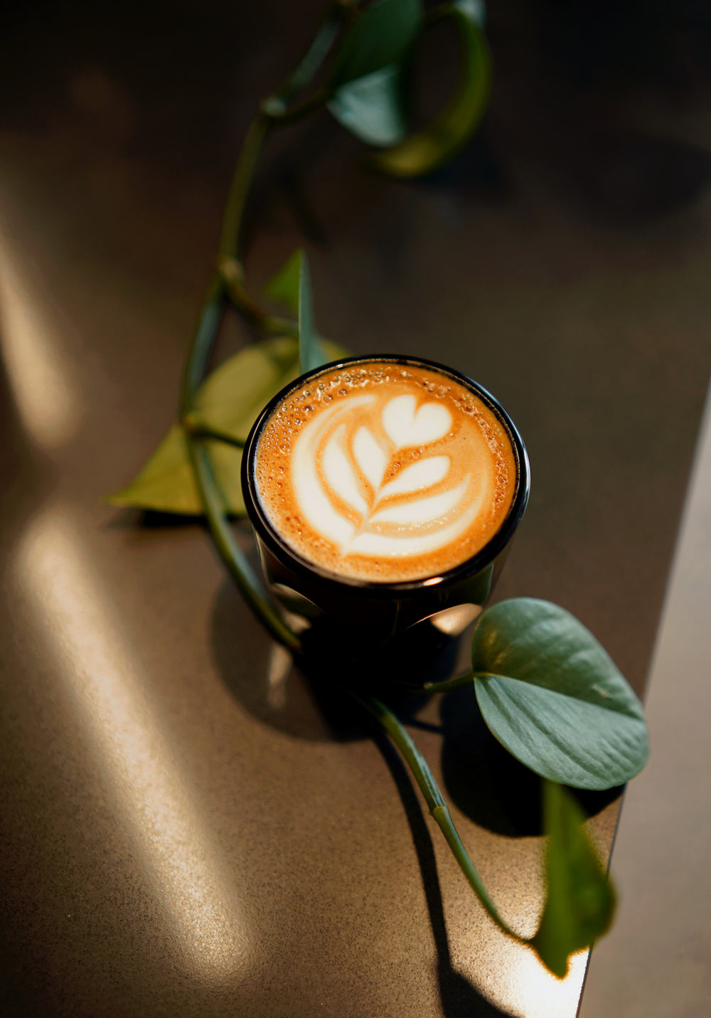 Cortado - 4oz